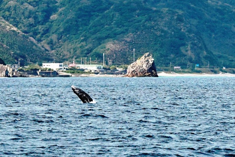 ◤子クジラのブリーチング◢