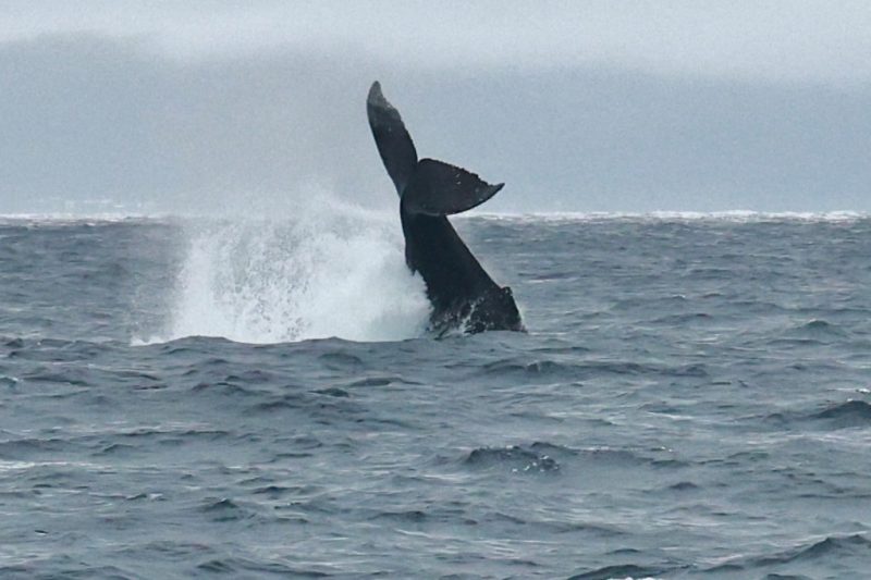 ◤アクション多めで大歓喜◢