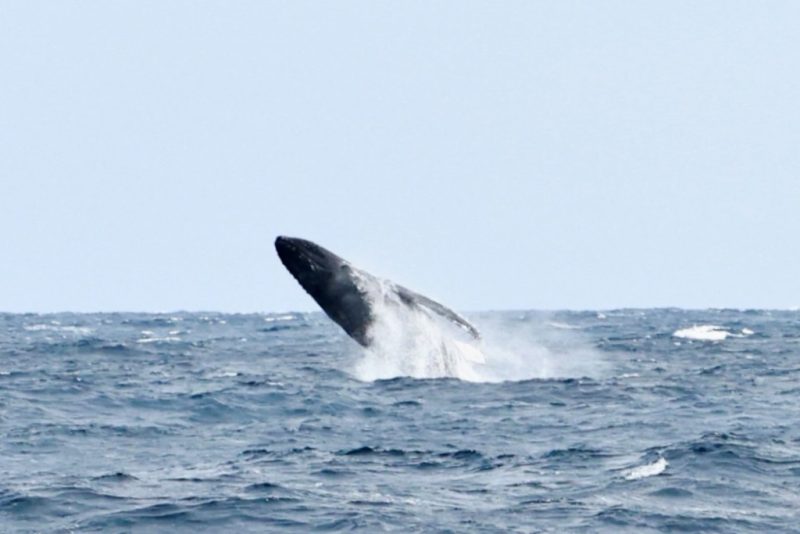 ◤まだ少し海が荒れています…◢