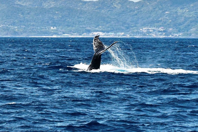 ◤ファンダイビングは擬態シリーズ◢