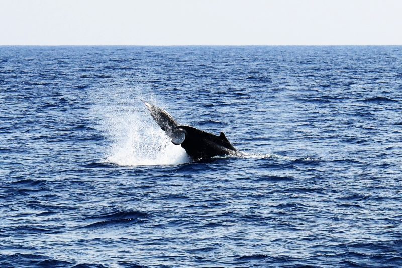 ◤北上中の親子クジラ🐳◢