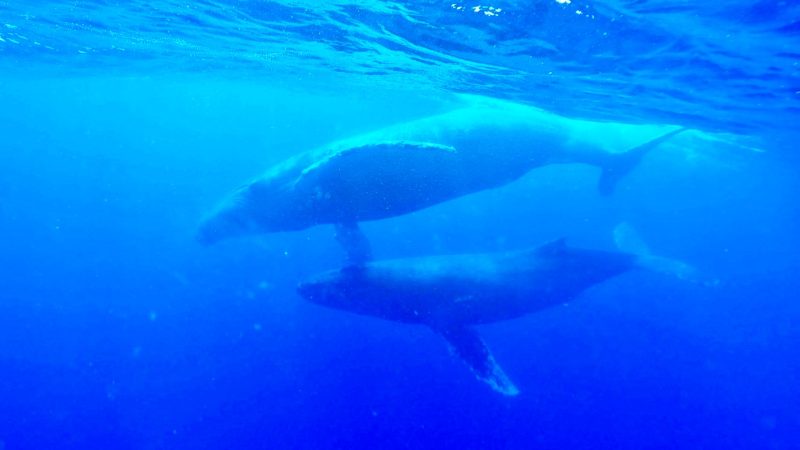 ◤圧倒的な存在感◢