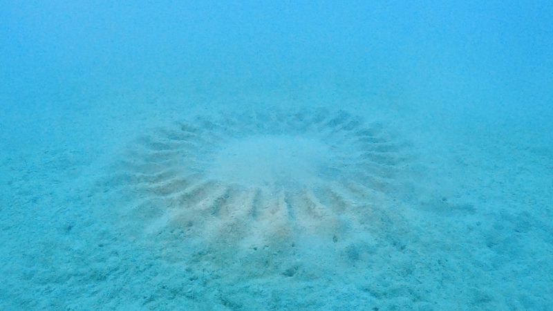 ◤ミステリーサークル、始めました♪◢