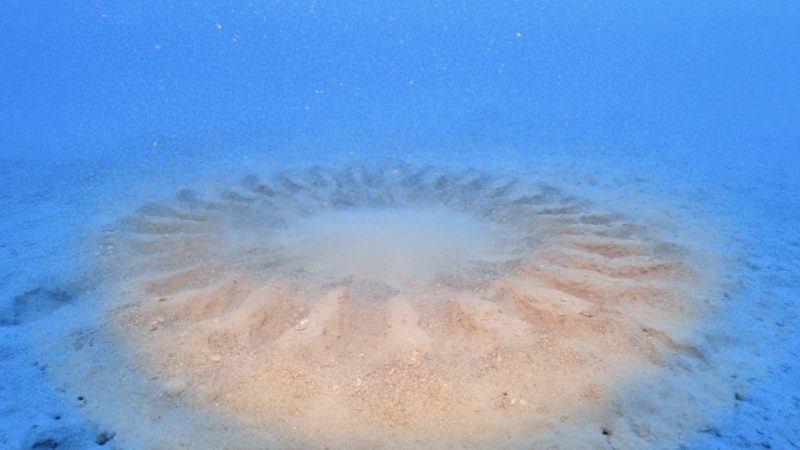 ◤ミステリーサークルへの道。◢