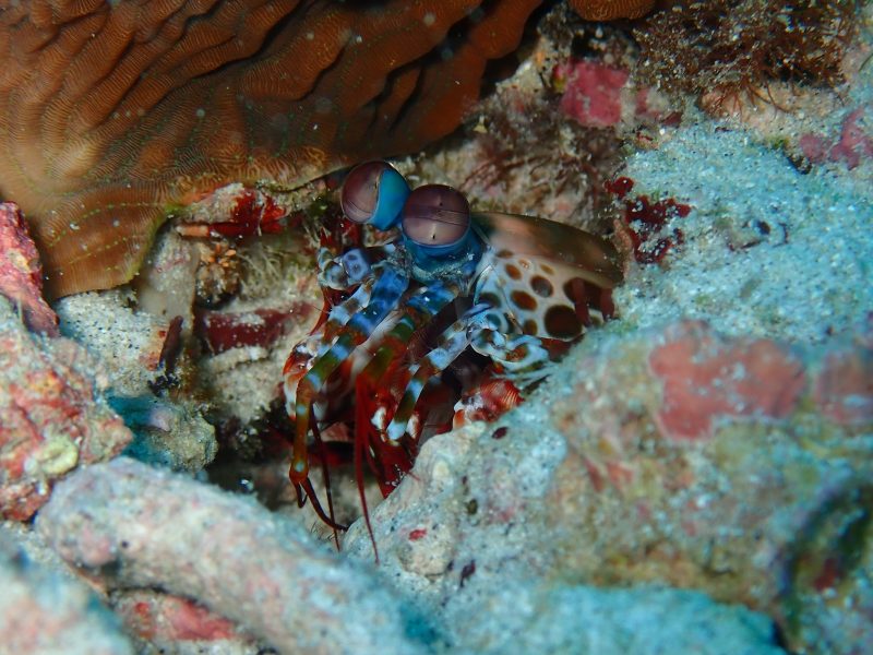 ◤産卵シーズンですねぇ◢