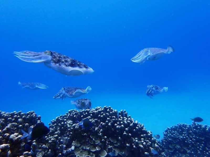 ◤コブシメパラダイス◢