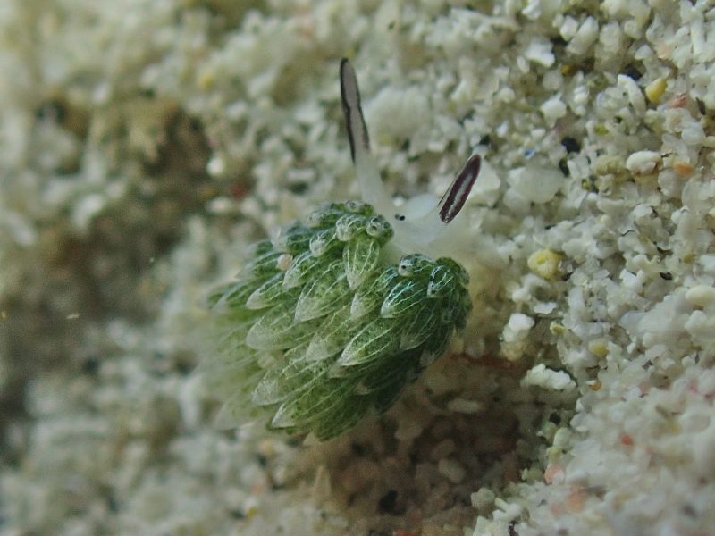 ◤本日はウミウシパラダイス🎉◢