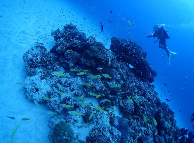 ◤外洋はなかなかの透明度でした！！◢