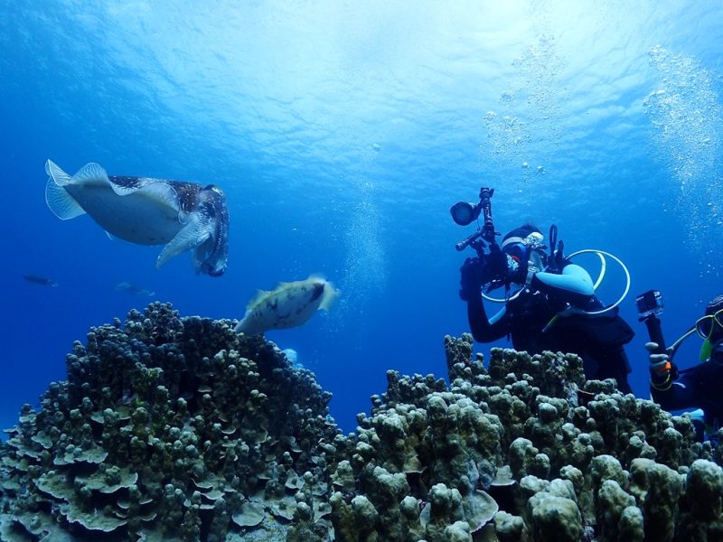 ◤過去最高数のコブシメに囲まれました！◢