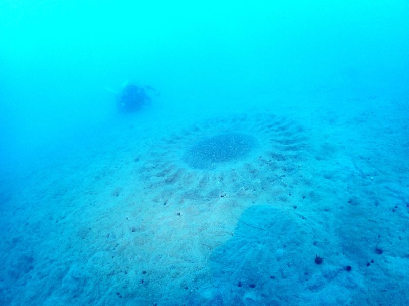 ◤ウミウシとサークル◢