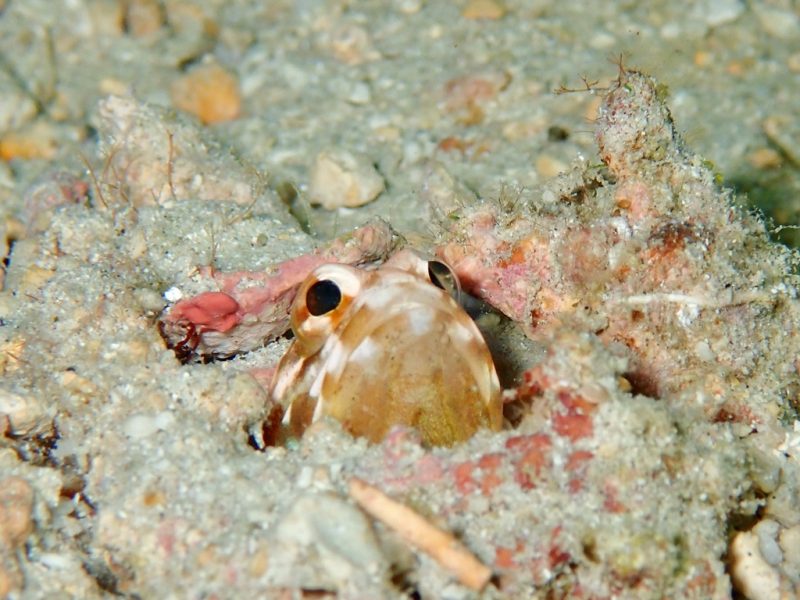 ◤湾内でダイビング♪◢