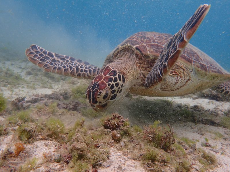 ◤パタパタ🐢◢