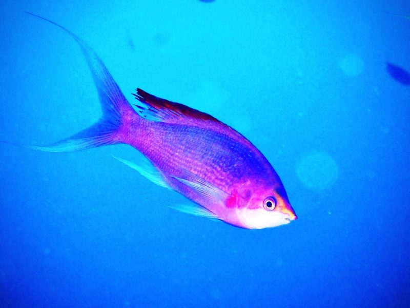 ◤オスとメスの見分け方◢