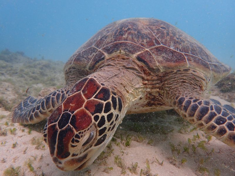 ◤ウミガメシュノーケリングDAY🐢◢