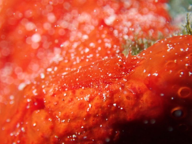 ◤のんびりマクロで。◢