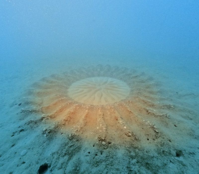 ◤ミステリーサークル完成（仮）◢