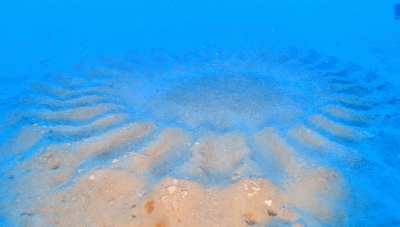 ◤昨日完成＆今朝産卵のミステリーサークル。◢