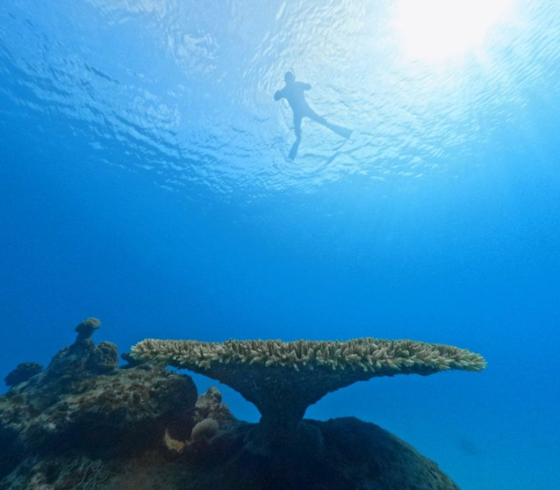 ◤ボートスノーケル日和でした♪◢