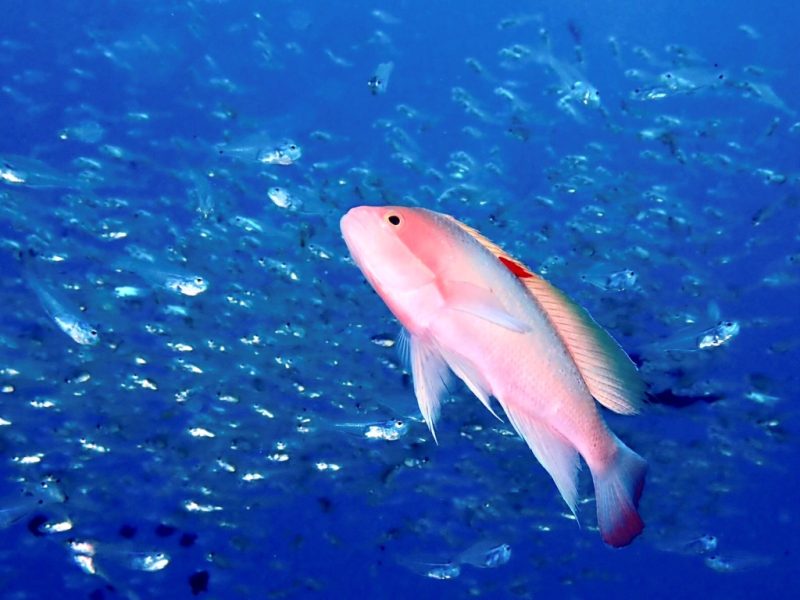 ◤調べるということの楽しさ◢