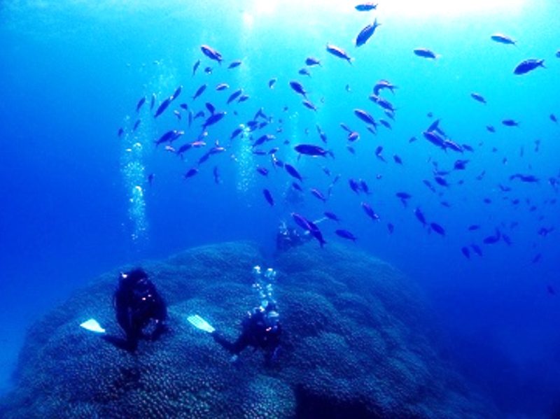 ◤のんびり癒しのダイビング♪◢