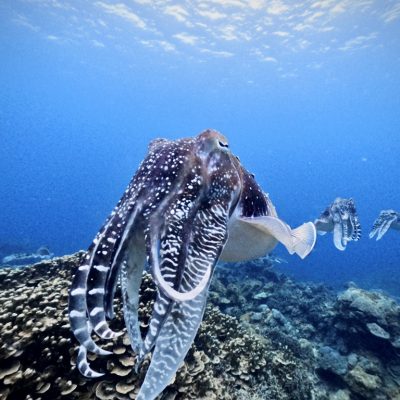 ◤まだまだ盛り上がってます！◢ | 海ブログ | 奄美大島ダイビング