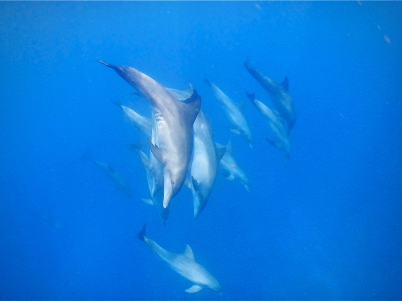 ◤昨日はクジラ、今日はイルカ。◢