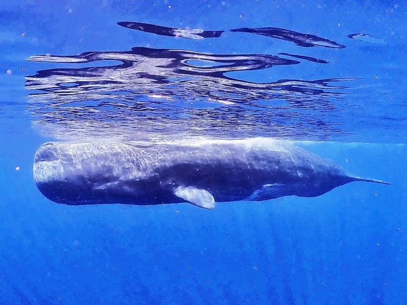 ◤リベンジ二日目も大成功◢